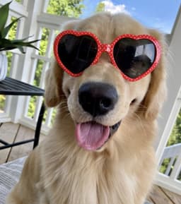 Golden retriever close-up portrait
