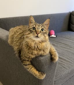Cat sitting on a kitchen counter